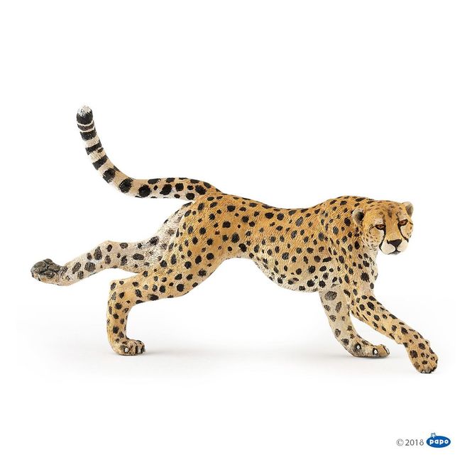 Hovedbilde Gepard